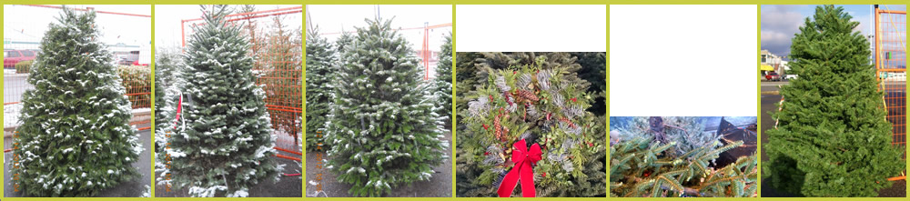 Christams Trees for sale - Spokane Valley