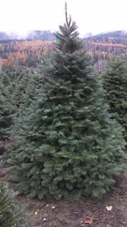 Christmas Tree