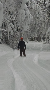 Too much snow, alpine trees